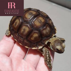 sulcata tortoise for sale near me