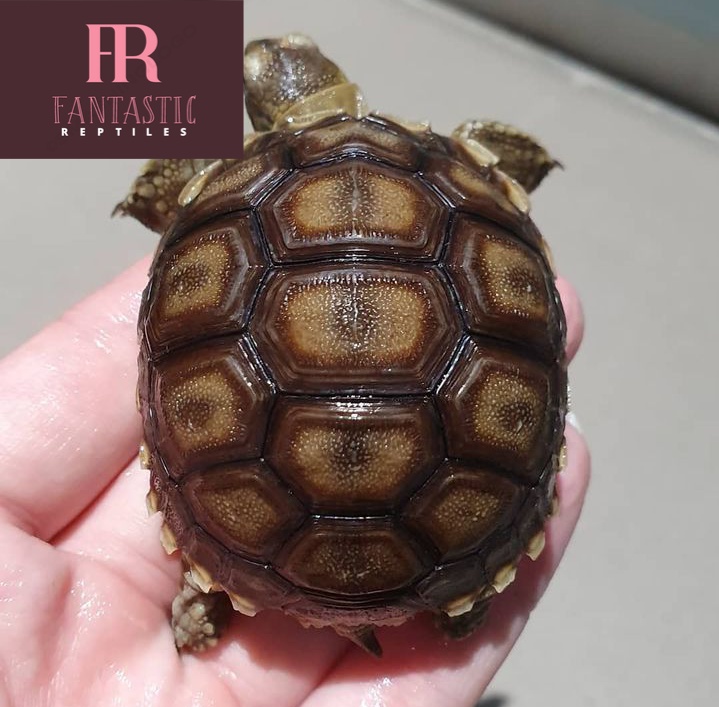 Sulcata Tortoise For Sale Near Me(1-17inches) - Fantastic Reptiles