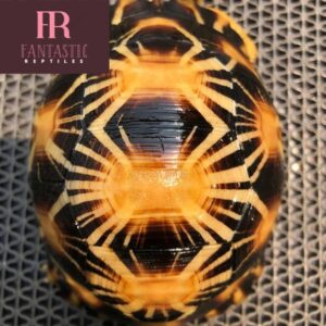 Radiated Tortoise For Sale