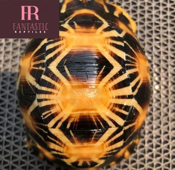 Radiated Tortoise For Sale