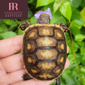 yellow foot tortoise for sale