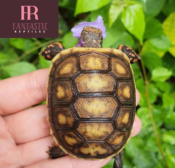 Yellow Foot Tortoise For Sale - Fantastic Reptiles