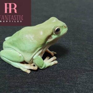 white tree frog for sale near me