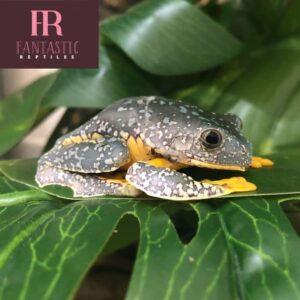 amazon fringed leaf frog