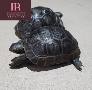 aldabra tortoise for sale