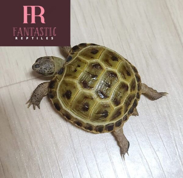 Captive Bred Russian Tortoise For Sale(1-8inches). - Fantastic Reptiles