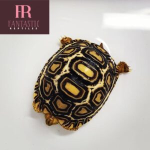 Leopard Tortoise For Sale