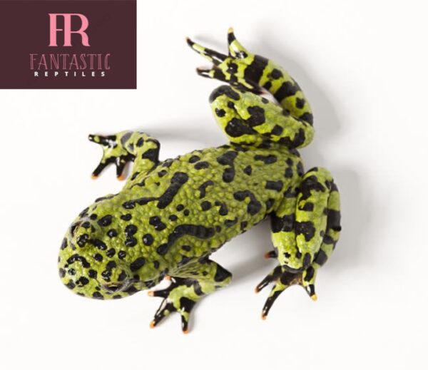 Stunning Fire Belly Toad For Sale15inches Fantastic Reptiles 6251