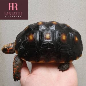 Redfoot Tortoise For Sale