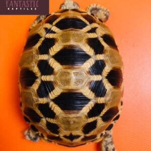 Burmese Star Tortoise For Sale