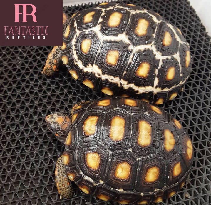 Cherryhead Tortoise For Sale - Fantastic Reptiles