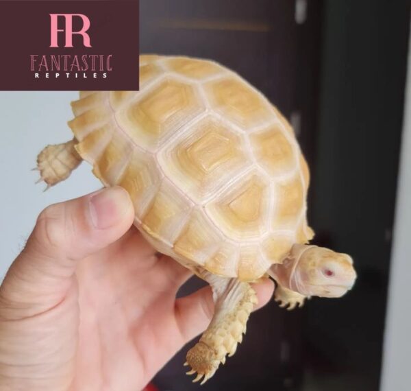 Albino Sulcata Tortoise(1-15inches). - Fantastic Reptiles