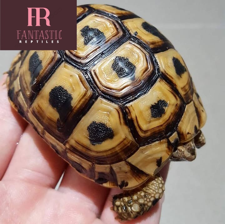 greek tortoise for sale(1-7inches). - Fantastic Reptiles