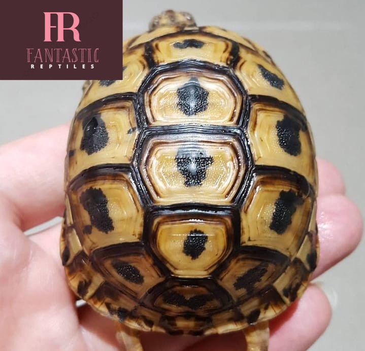 Greek Tortoise For Sale(1-7inches). - Fantastic Reptiles