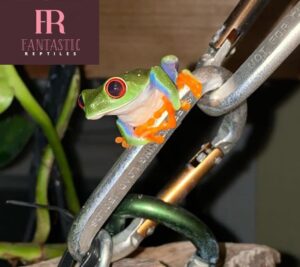 red eyed tree frog for sale near me