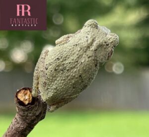 Gray Tree Frog For Sale