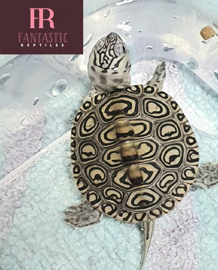 Concentric diamondback terrapin for sale(1-8inches) - Fantastic Reptiles