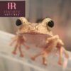 borneo eared frog for sale