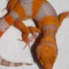 Juveniles Orange Gecko